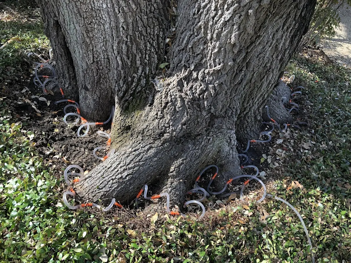 Detailed Tree Cabling and Bracing job site in North Chatham