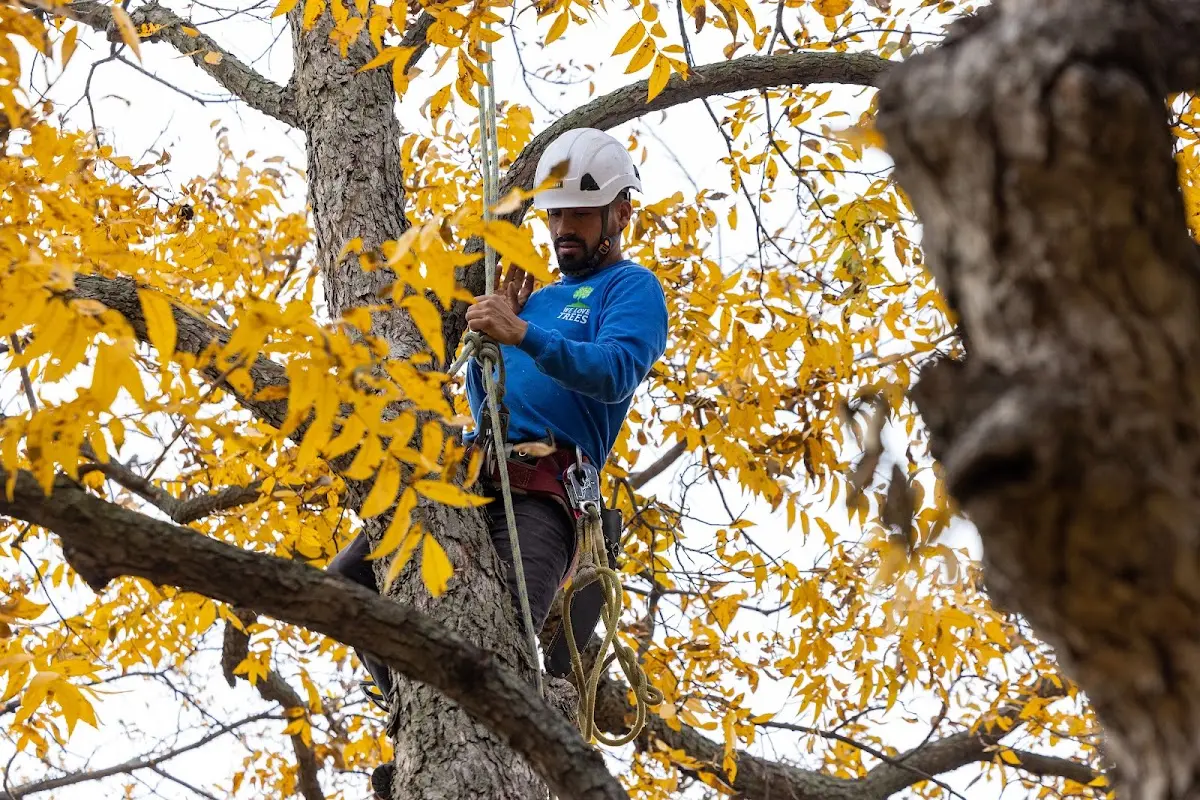 Skilled Tree Pruning crew working in North Chatham
